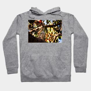 Brown Goshawk_VOA8386 Hoodie